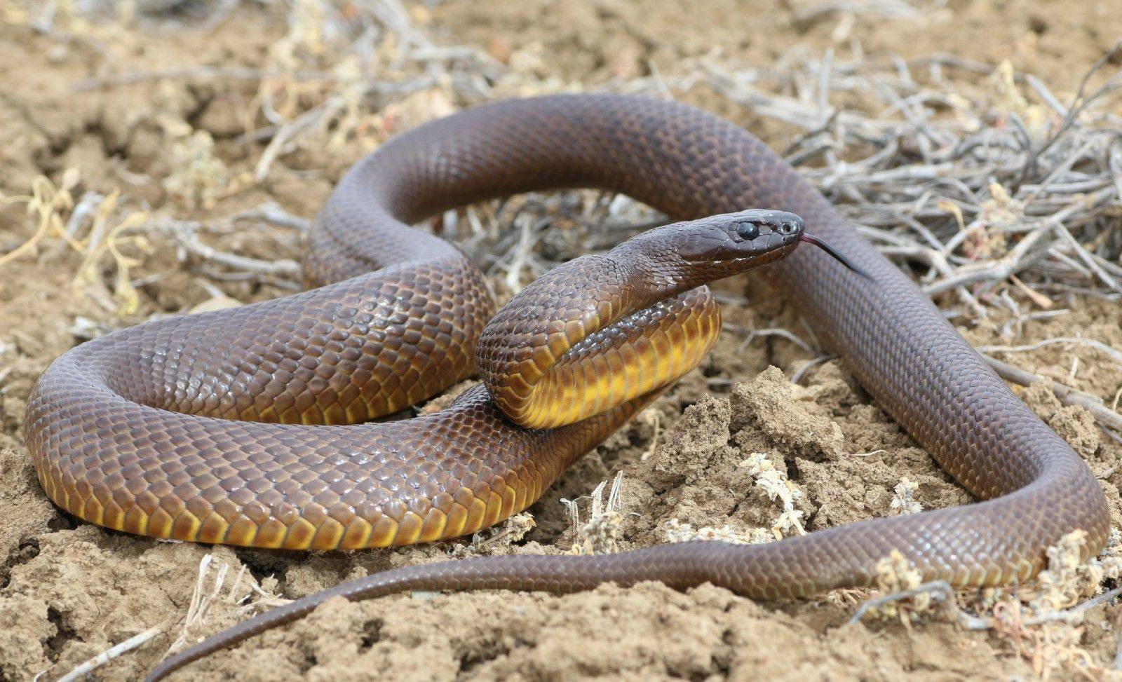 Змея тайпан — виды, описание змеи