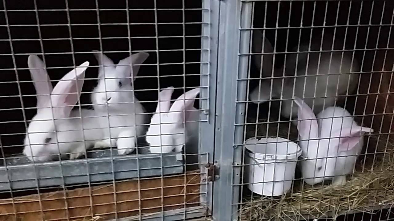 Вольерное содержание кроликов | свое хозяйство