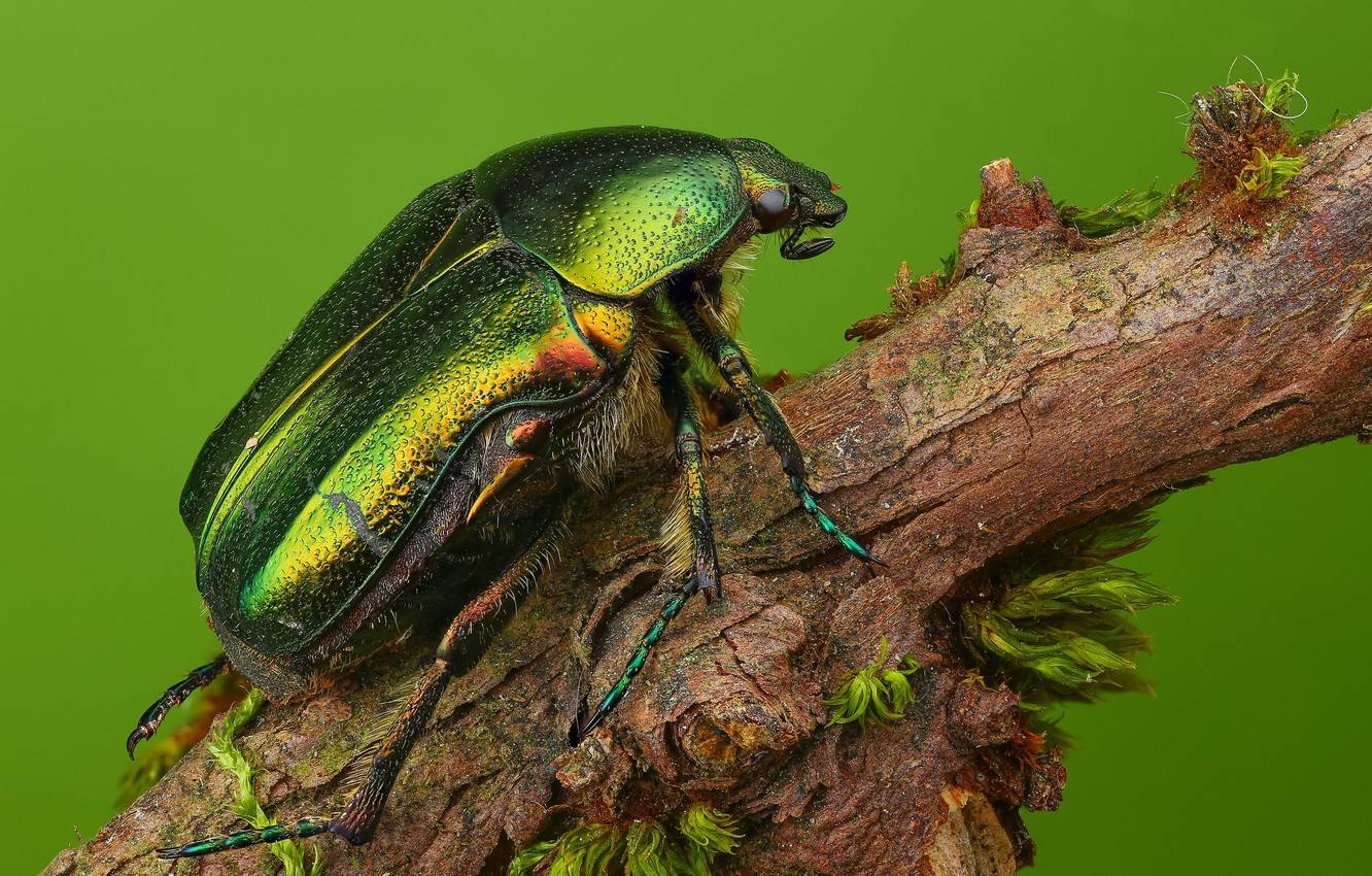 Бронзовка жук. образ жизни и среда обитания жука бронзовки | животный мир