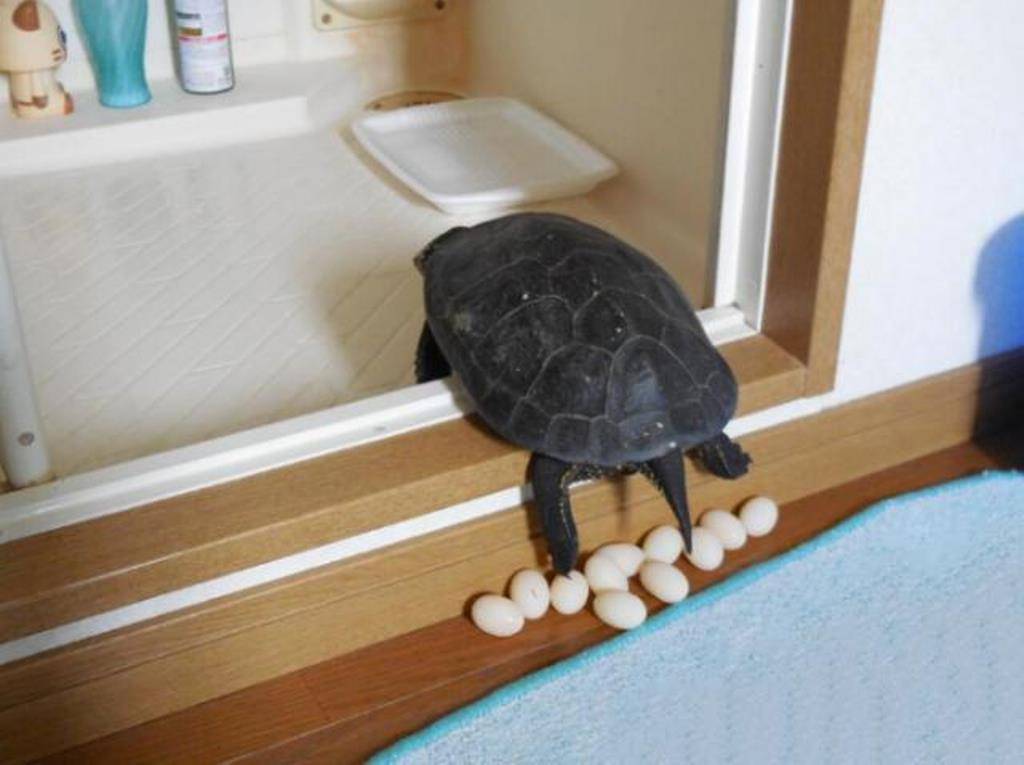 ᐉ как красноухие черепахи откладывают яйца? - zoomanji.ru