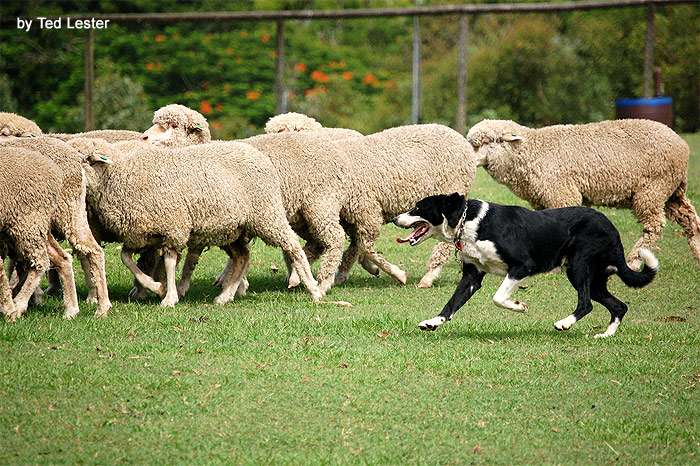 10 лучших пастушьих пород собак с фотографиями и названиями