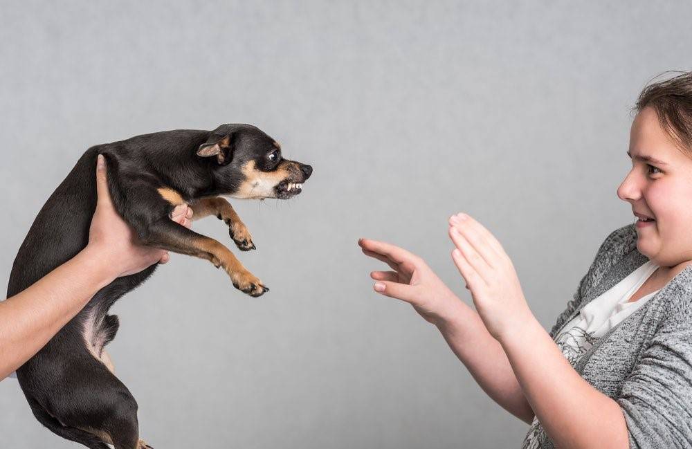 Боязнь громких звуков у собак - коррекция фобии.