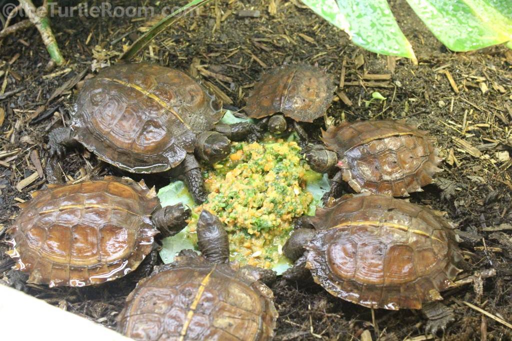 Черепахи (testudines), занесённые в красную книгу мсоп