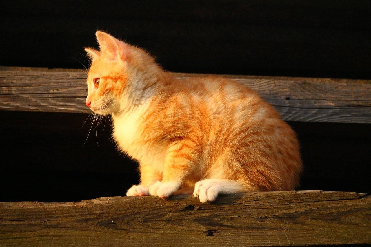 Породы рыжих кошек и рыжие коты