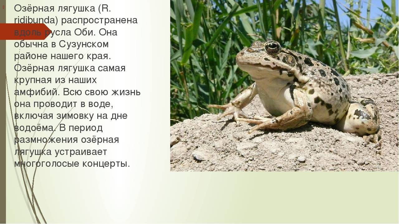 Лягушка озерная: описание, среда обитания, фото