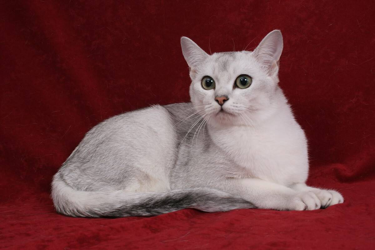 Порода кошек бурмилла: фото, описание, характер, уход