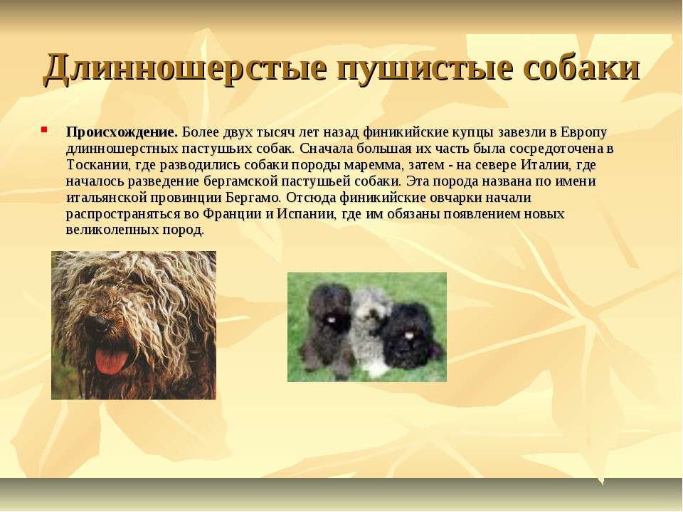 Редкие собаки. описание и особенности редких пород собак | животный мир