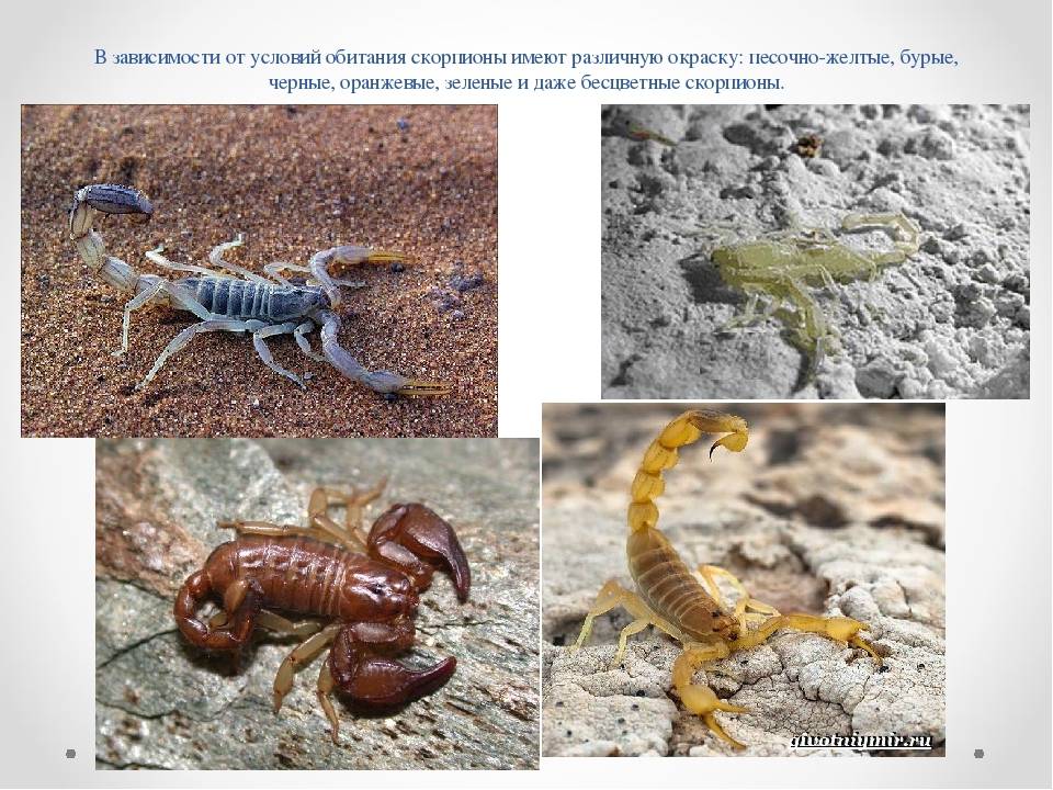 Скорпионы в природе: размножение скорпионов