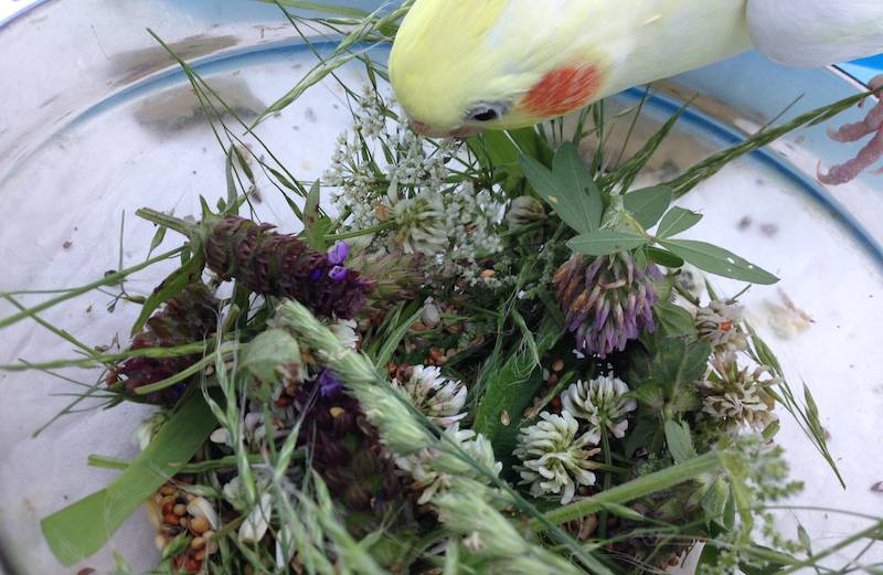 Какую траву можно попугаям: полезные и опасные растения в рационе