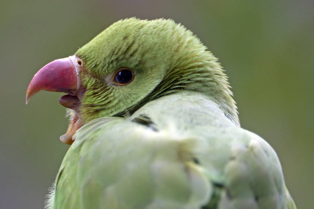 Эффективные способы, помогающие отучить попугая кусаться