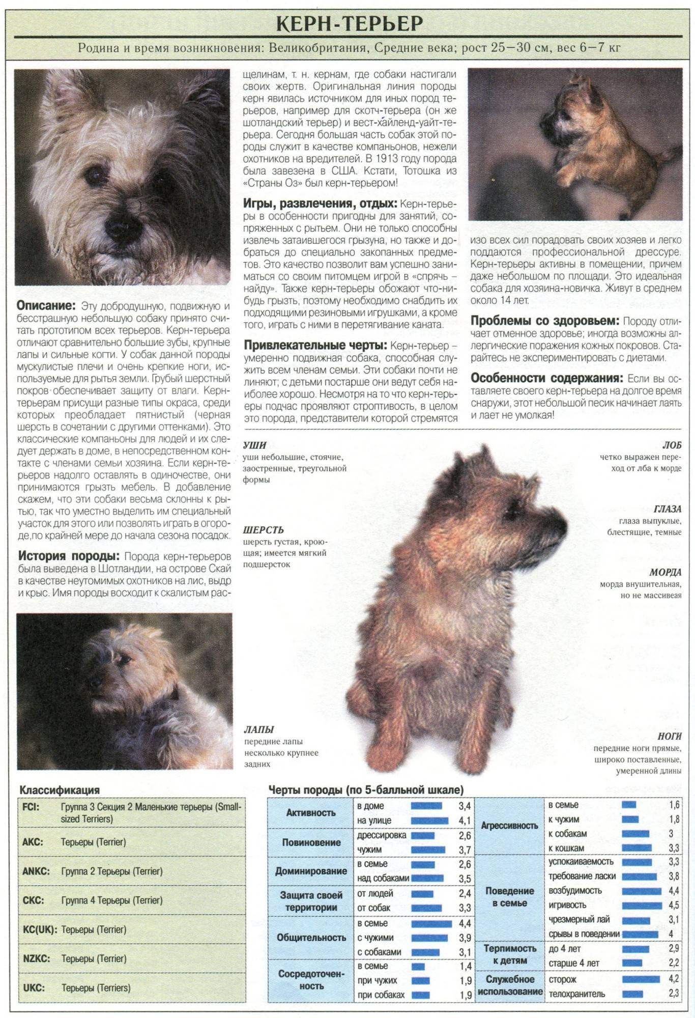 Керн терьер (кэрнтерьер): описание, фото, характер, особенности и уход за породой собак