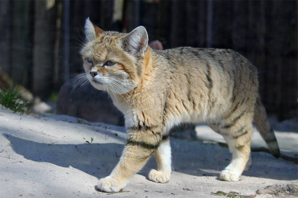 Пустынная кошка барханный кот: особенности жизни в природе и домашних условиях