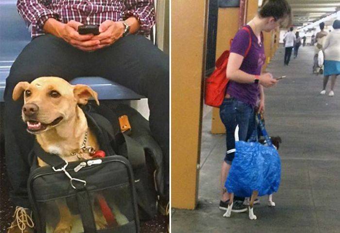 Правила перевозки собак зависят от вида транспорта