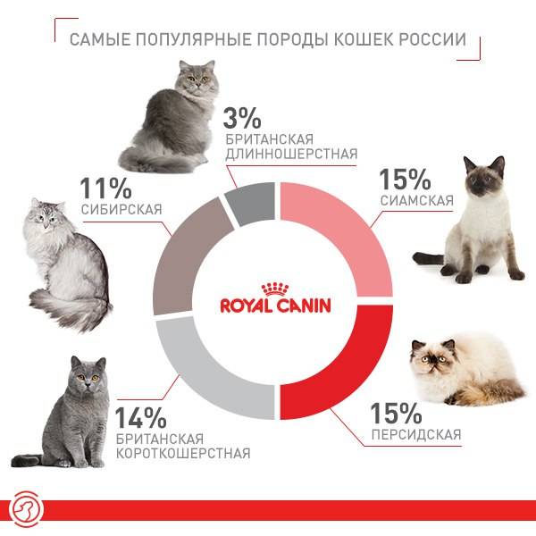 Какой самый хороший кот. Какую породу кошки выбрать. Какая самая популярная порода кошек. Распространенные породы кошек. Статистика пород кошек.