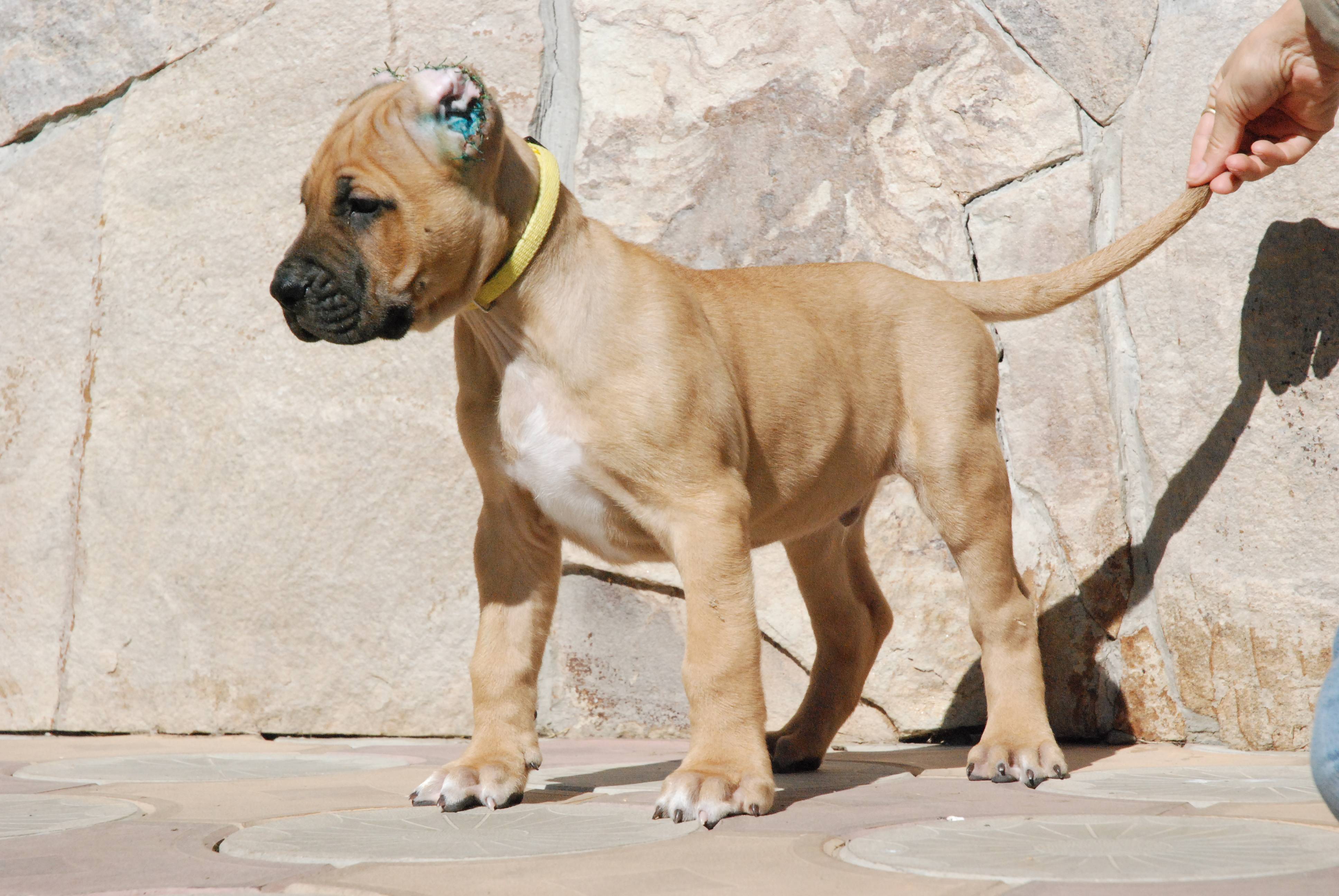 Собака канарский дог характеристика и описание породы * perro de presa canario