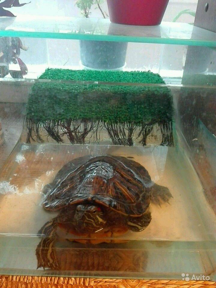 Менять воду черепахе. Аквариумная черепаха красноухая. Черепаха водная красноухая. Аквариум для красноухой черепахи. Красноухая водяная черепаха.