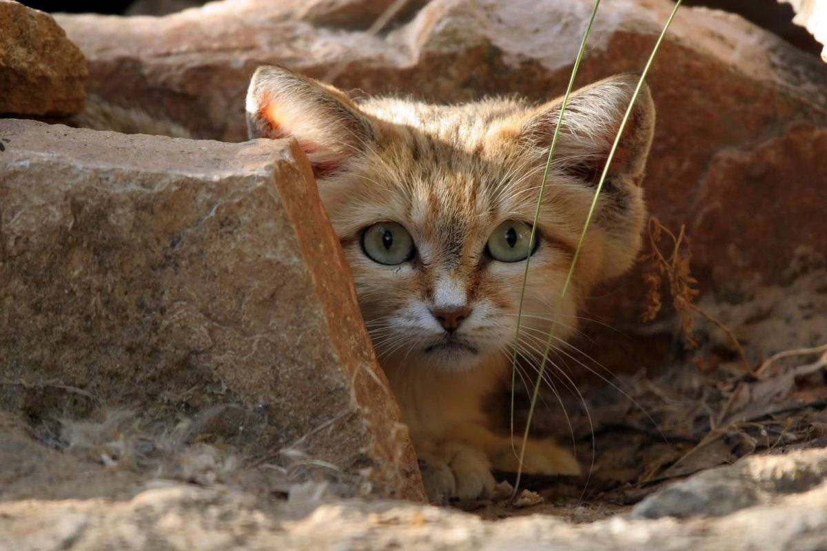 Барханный кот: описание вида
