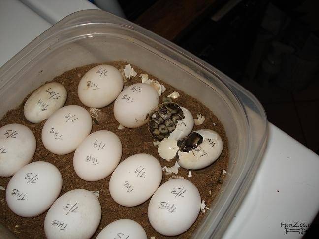 Можно ли мыть яйца перед хранением в холодильнике, если они грязные