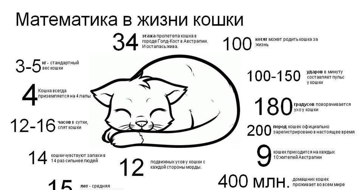 Сколько спят кошки в сутки и где они обычно ложатся?