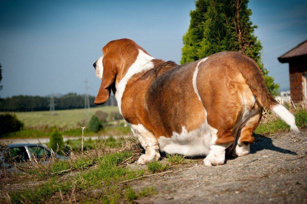 Топ 38 самых больших собак в мире (с фото)