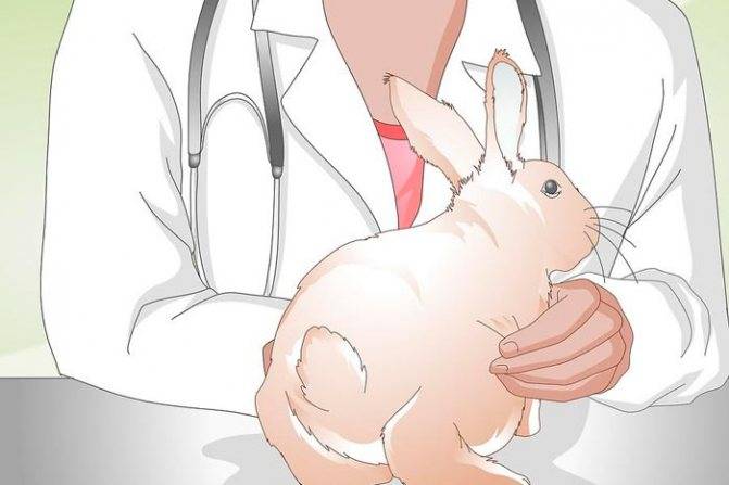 Чем могут болеть кролики: описание причин болезней, а также их симптомов