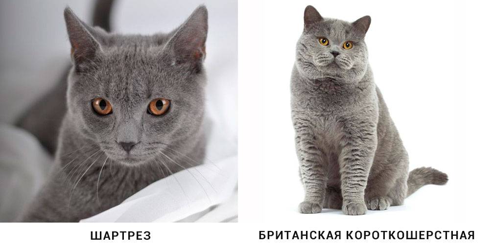 Шартрез: описание породы кошек с фото — pet-mir.ru