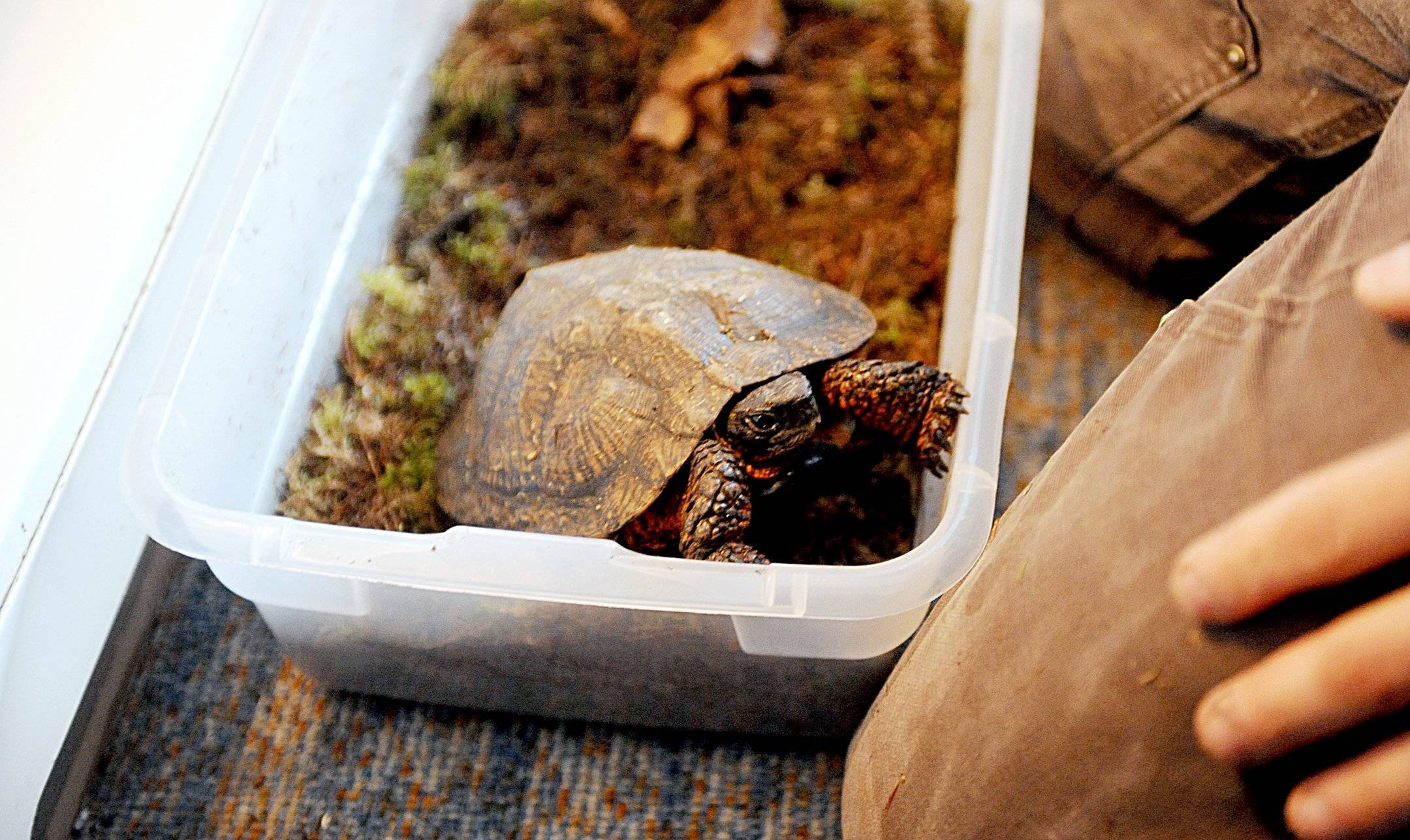 Спячка черепах: условия успешной зимовки