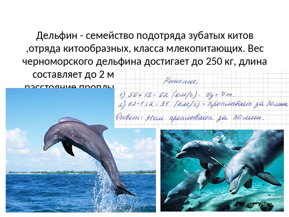 Отряд китообразные млекопитающие: описание, классификация, среда обитания и угрозы
