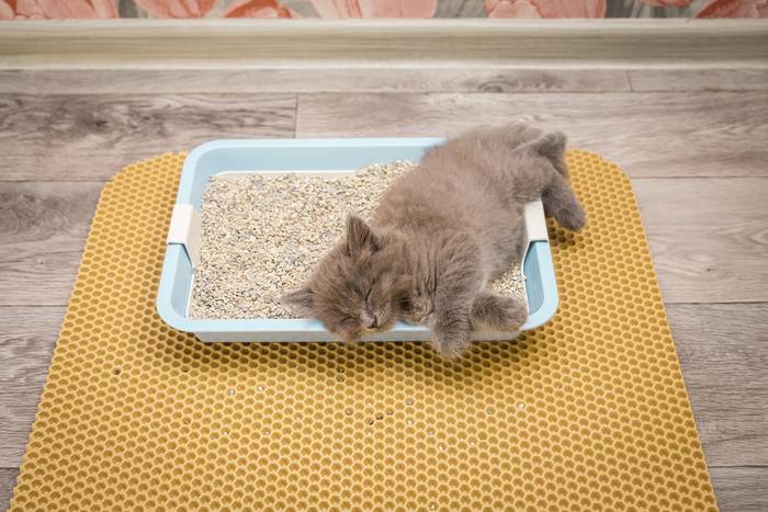 Запах кошачьего туалета не потревожит, или практичные советы по устранению неприятного аромата