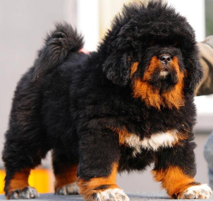 Самые дорогие породы собак в мире и в россии - цена, фото