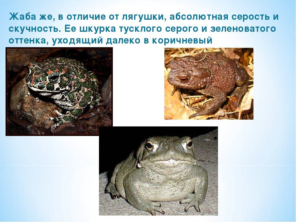 Чем отличается жаба от лягушки