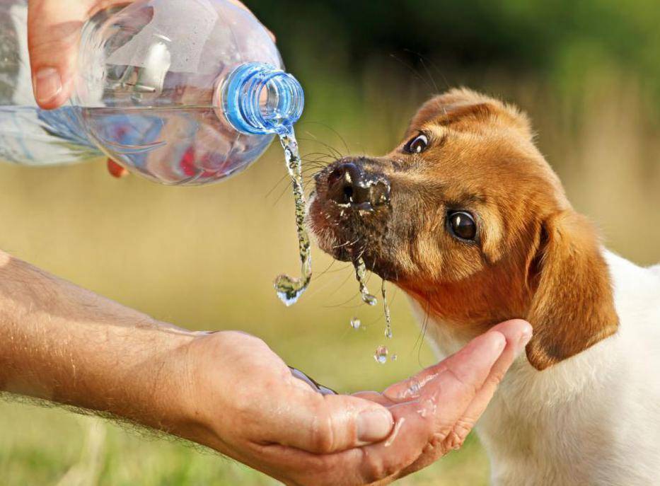 6 причин почему собака не пьет воду - что делать