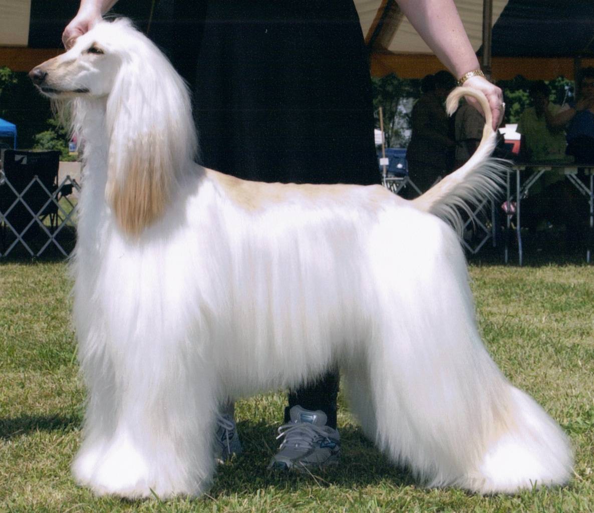 Породы собак с длинными волосами список и обзор длинношерстных псов
