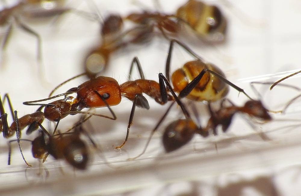 Camponotus nicobarensis (рыжий реактивный муравей)