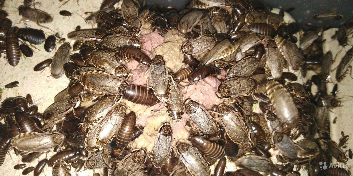 Мраморные тараканы питательный корм для экзотического питомца