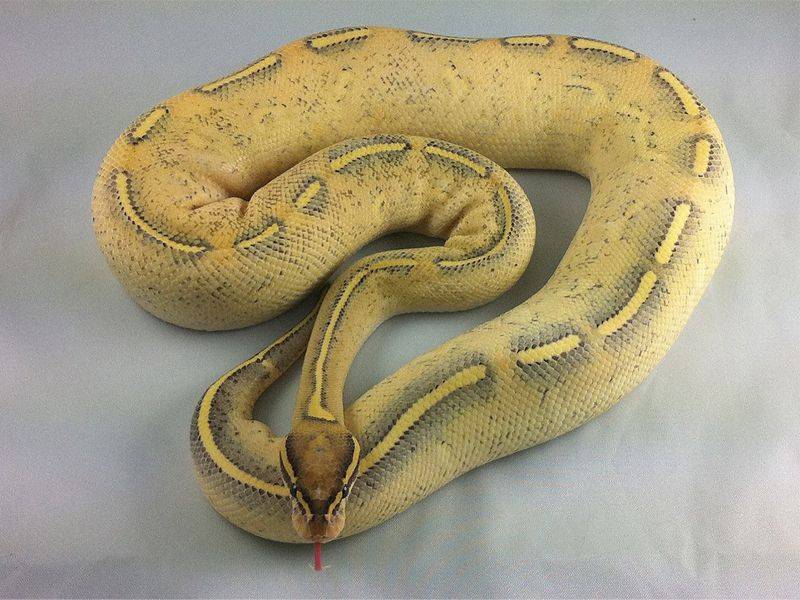 12 фото самых больших змей в мире с описанием