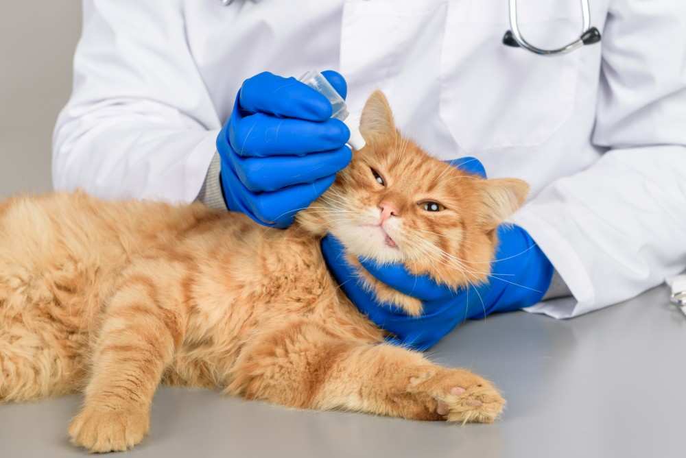 Конъюнктивит у кошек и котов — причины, способы, как лечить