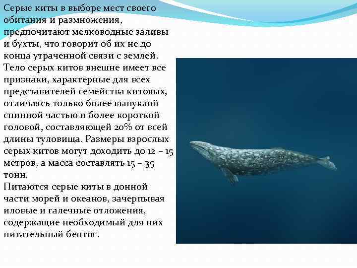 Жизнь китов