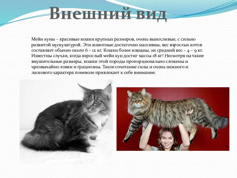 Все о мейн-куне: стандарт породы с фото, описание характера кошки, особенности ухода