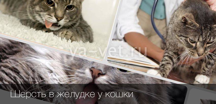 Чем кормить кошку для выведения шерсти из желудка | блог ветклиники "беланта"