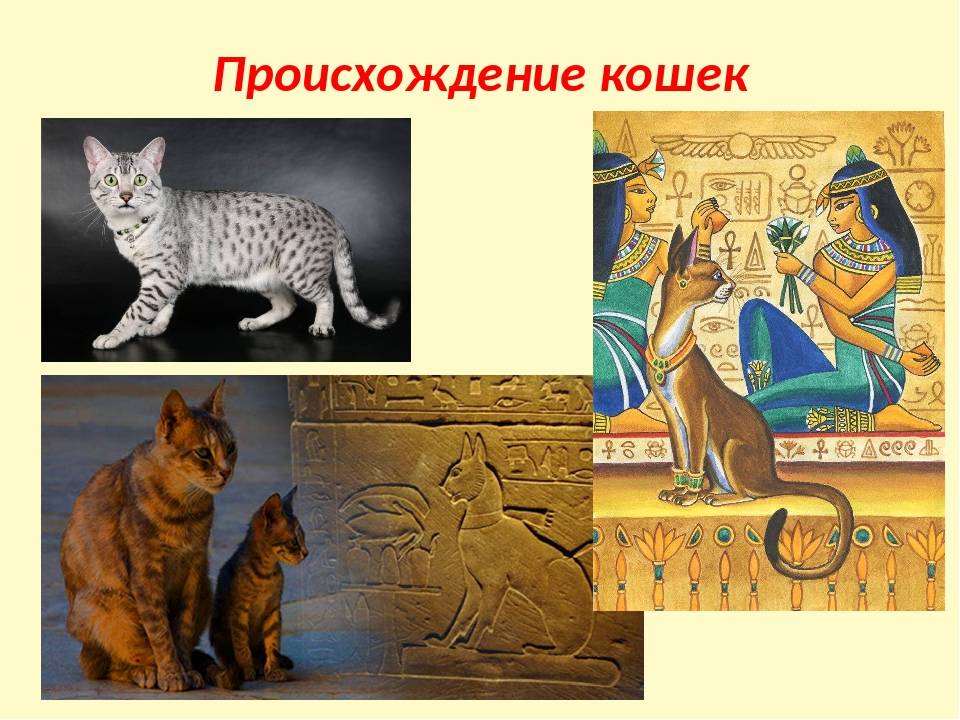 Кошка была приручена в древнем. Происхождение кошек древний Египет одомашнивание. Одомашнивание кошки в древнем Египте. Кошки произошли от. История появления кошек.