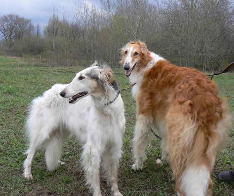 Охотничьи собаки - породы с описанием, характеристиками, названиями, стандартами и особенностями