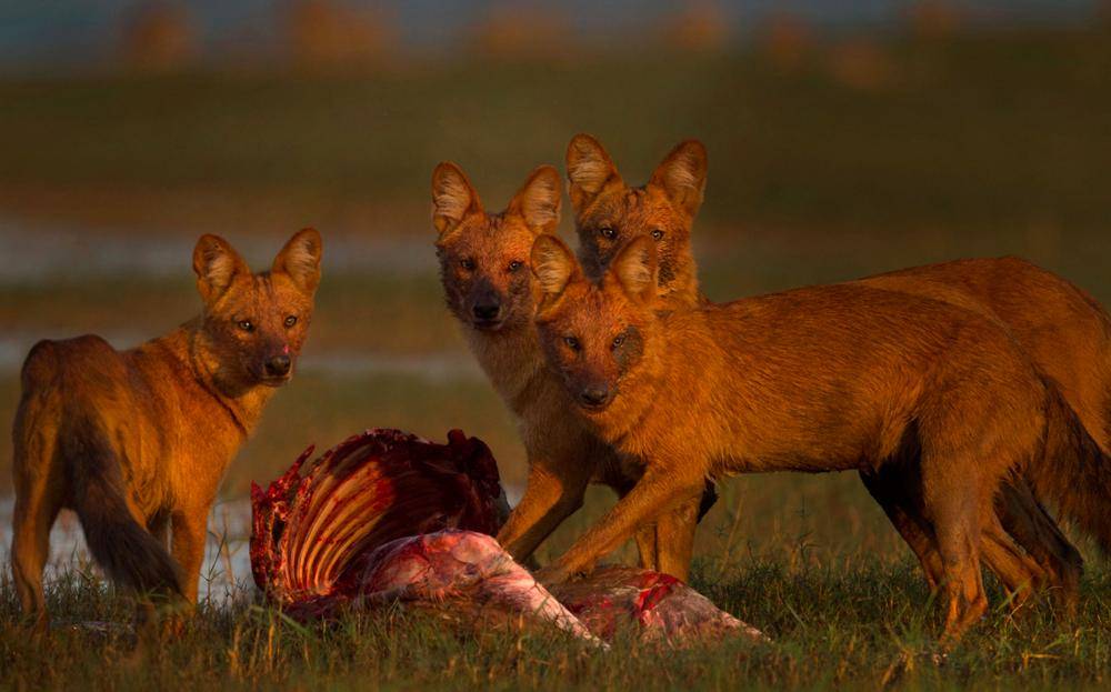 Красный волк – фото, описание, ареал, рацион, враги, популяция