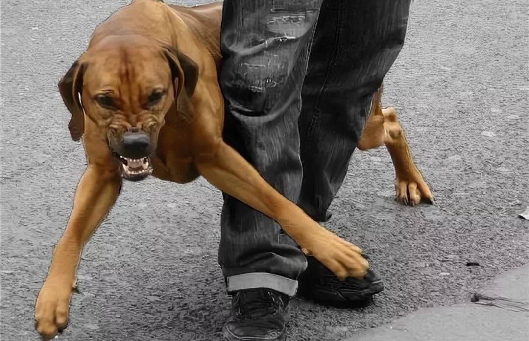 Доминантная агрессия у собак: причины и корректировка агрессивного поведения.... обсуждение на liveinternet