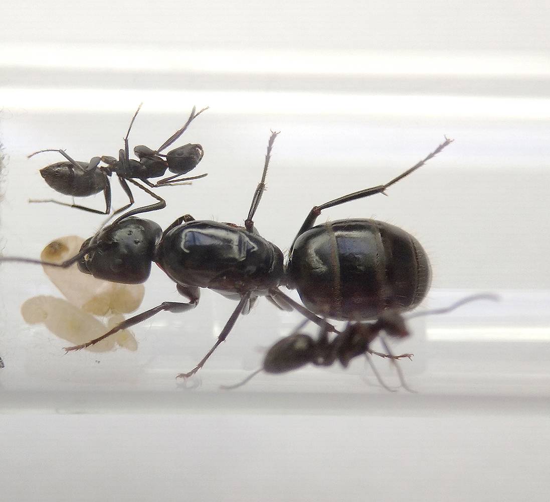 Camponotus saxatilis вики