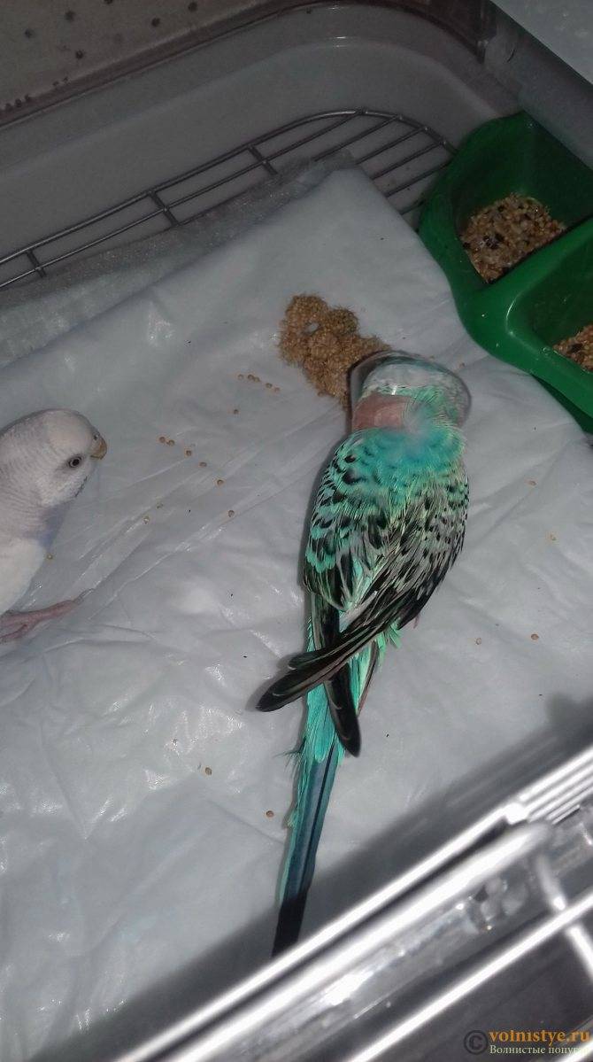 Умер попугай: почему, что делать, как похоронить, как обработать клетку, можно ли спасти (волнистого, кореллу, амадина)