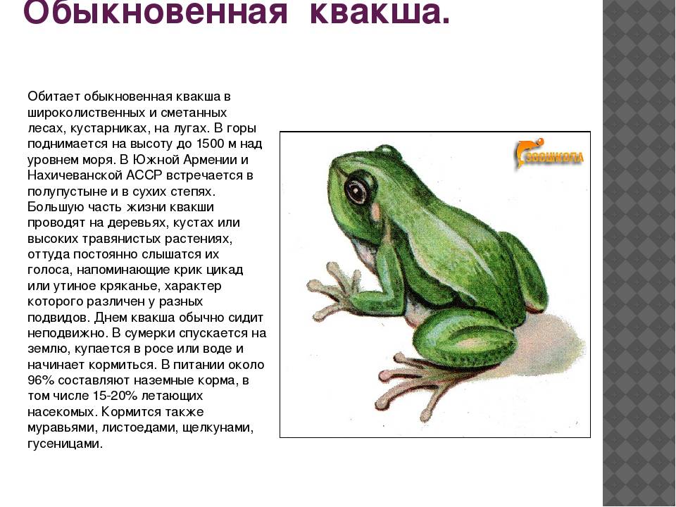Лягушка шпорцевая: описание, условия содержания, размножение, уход