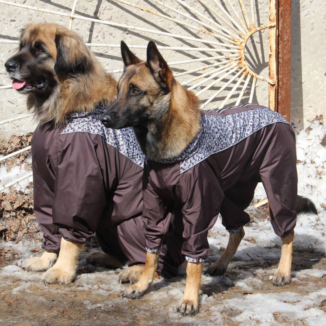 Размеры одежды для собак с учетом породы животного, выбор обуви