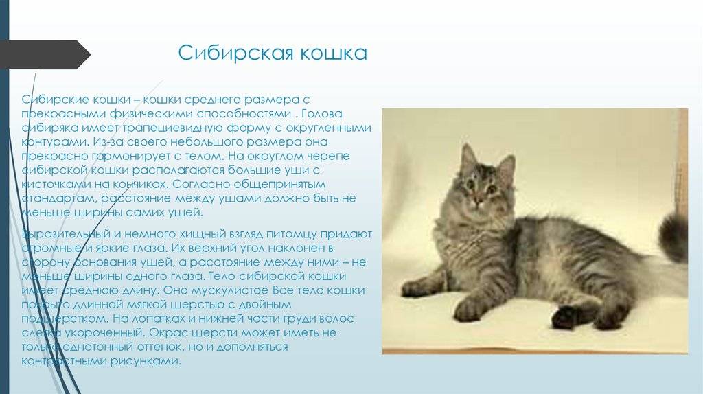 Характер сибирской кошки