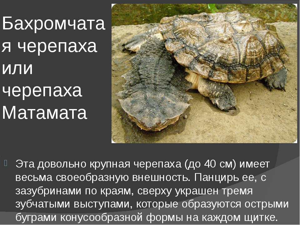 Матамата бахромчатая черепаха содержание и уход в домашних условиях